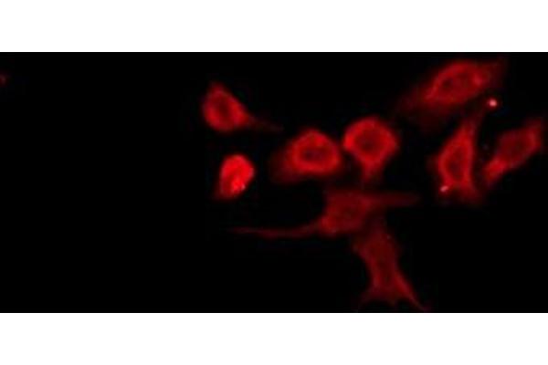 OR13D1 antibody