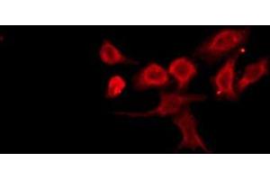 ABIN6276117 staining RAW264. (OR13D1 antibody)