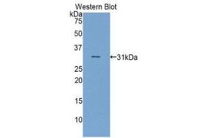 Western Blotting (WB) image for anti-Homogentisate 1,2-Dioxygenase (HGD) (AA 190-429) antibody (ABIN1859142)
