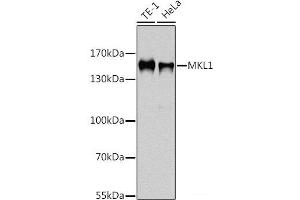 Western blot analysis of extracts of various cell lines using MKL1 Polyclonal Antibody at dilution of 1:1000. (MKL1 antibody)