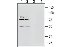 Western blot analysis of mouse brain membranes (lanes 1 and 3) and rat brain membranes (lanes 2 and 4):1-2. (Solute Carrier Family 22 Member 4 (SLC22A4) Peptide)