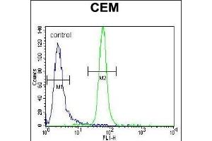 MUSK Antibody (ABIN392021 and ABIN2841797) flow cytometric analysis of CEM cells (right histogram) compared to a negative control cell (left histogram).