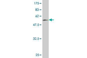 Western Blotting (WB) image for anti-NK2 Homeobox 5 (NKX2-5) (AA 1-324) antibody (ABIN560515)