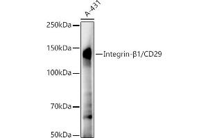 Western blot analysis of extracts of A-431 cells, using Integrin-β1/CD29 antibody (ABIN7267926) at 1:20000 dilution. (ITGB1 antibody)