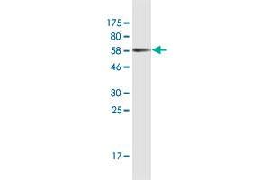 Western Blot detection against Immunogen (61. (RNF126 antibody  (AA 1-326))