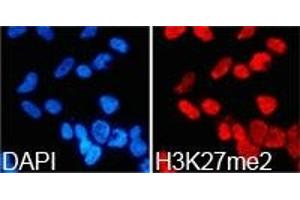 Immunofluorescence analysis of 293T cell using H3K27me2 antibody. (Histone 3 antibody  (H3K27me2))