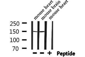 Western blot analysis of extracts from mouse heart,mouse brain, using Raptor Antibody. (Raptor antibody  (C-Term))