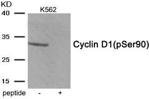 Western blot analysis of extracts from K562 tissue using Cyclin D1 (Phospho-Ser90) antibody. (Cyclin D1 antibody  (pSer90))