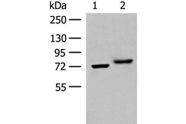 POMGNT1 antibody