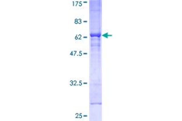 DMWD Protein (AA 1-334) (GST tag)