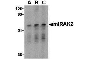 Western Blotting (WB) image for anti-Interleukin-1 Receptor-Associated Kinase 2 (IRAK2) (C-Term) antibody (ABIN1030447) (IRAK2 antibody  (C-Term))