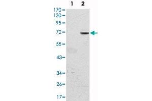 Western blot analysis using GFI1 monoclonal antibody, clone 5D7  against HEK293 (1) and GFI1-hIgGFc transfected HEK293 (2) cell lysate.