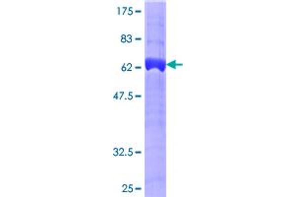 ADAP1 Protein (AA 1-374) (GST tag)