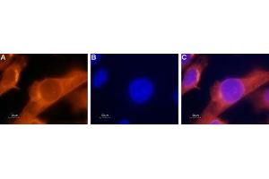 Immunocytochemistry (ICC) image for anti-Coagulation Factor II (thrombin) Receptor-Like 1 (F2RL1) (AA 368-382), (Intracellular) antibody (ABIN7043075)