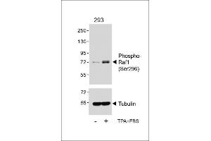 Western blot analysis of lysates from 293 cell line, untreated or treated with T(200nM)+10 % FBS, using (ABIN6241059 and ABIN6578963) (upper) or Tubulin (lower). (RAF1 antibody  (pSer296))
