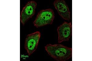 Immunofluorescent analysis of  cells, using EX2 Antibody (Center) 8975c. (APEX2 antibody  (AA 143-171))