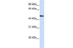 WB Suggested Anti-CSDA Antibody Titration: 0. (CSDA antibody  (C-Term))