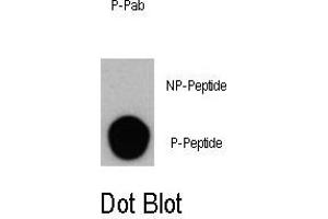 Dot blot analysis of Phospho-PI3KC3- Antibody (ABIN389784 and ABIN2839691) on nitrocellulose membrane. (PIK3C3 antibody  (pSer164))