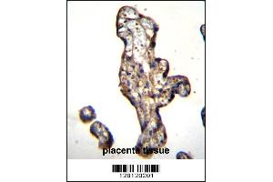SLC15A3 Antibody immunohistochemistry analysis in formalin fixed and paraffin embedded human placenta tissue followed by peroxidase conjugation of the secondary antibody and DAB staining. (SLC15A3 antibody  (AA 168-197))