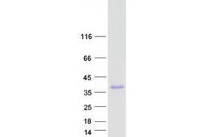 Validation with Western Blot (IGFBPL1 Protein (Myc-DYKDDDDK Tag))