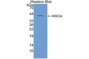 Western Blotting (WB) image for anti-Insulin Like Protein 3 (AA 63-129) antibody (ABIN1868723)