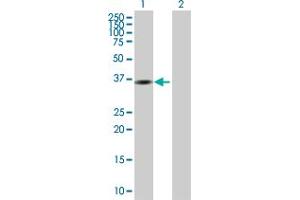 Western Blot analysis of GMPR expression in transfected 293T cell line by GMPR MaxPab polyclonal antibody.