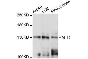 Western blot analysis of extracts of various cell lines, using MTR antibody (ABIN5996382) at 1:3000 dilution. (MTR antibody)