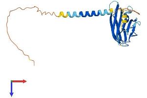 Protein Structure (PS) image for Tumor Necrosis Factor (Ligand) Superfamily, Member 8 (TNFSF8) (AA 1-239) protein (His tag) (ABIN7563138)