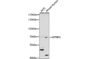 Western blot analysis of extracts of various cell lines, using GTPBP2 antibody (ABIN7267523) at 1:1000 dilution. (GTPBP2 antibody  (AA 1-250))