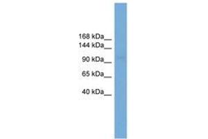 Image no. 1 for anti-Solute Carrier Family 9 (Sodium/hydrogen Exchanger), Member 3 (SLC9A3) (AA 611-660) antibody (ABIN6745597) (SLC9A3 antibody  (AA 611-660))