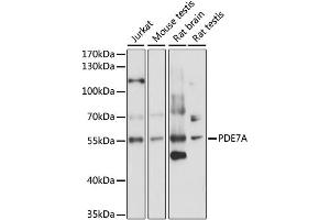 Western blot analysis of extracts of various cell lines, using PDE7A antibody (ABIN6293869) at 1:1000 dilution.
