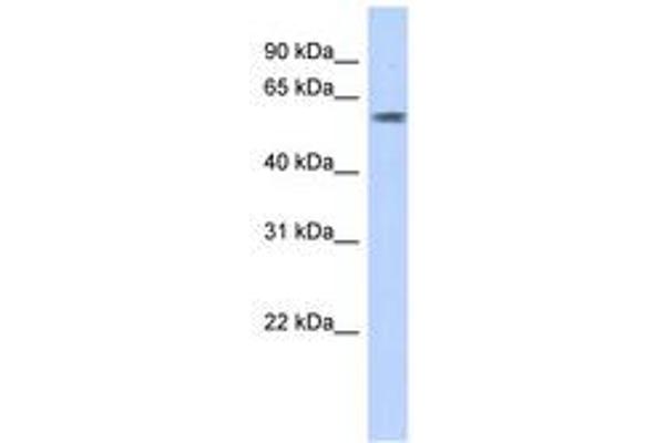 PGBD3 antibody  (AA 71-120)