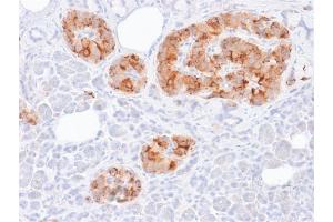 Formalin-fixed, paraffin-embedded human Pancreas stained with Chromogranin A Mouse Recombinant Monoclonal Ab (rCHGA/413). (Recombinant Chromogranin A antibody)