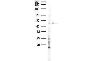 Western blot analysis of lysates from K562 cells(UV 30 min treatment), using LRG1 Antibody at 1/1000 dilution.