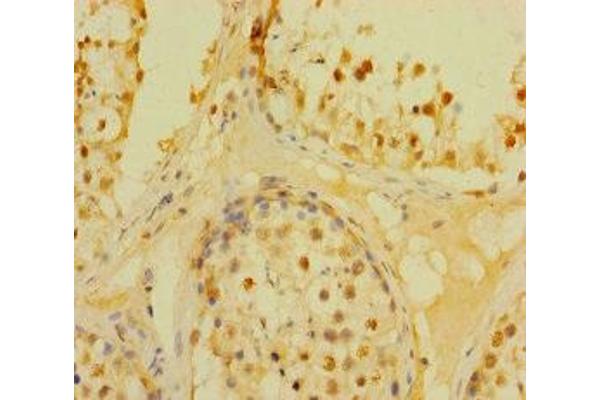 DUSP21 antibody  (AA 1-190)