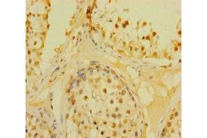 Immunohistochemistry of paraffin-embedded human testis tissue using ABIN7150760 at dilution of 1:100 (DUSP21 antibody  (AA 1-190))