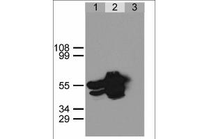 Immunoprecipitation of GFP-NLS from HEK293 cells using anti-GFP antibody. (GFP antibody)