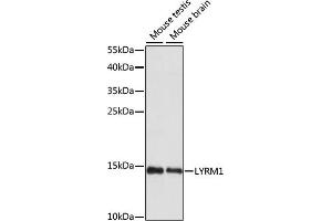 Western blot analysis of extracts of various cell lines, using LYRM1 antibody (ABIN7268322) at 1:1000 dilution. (LYRM1 antibody  (AA 1-122))