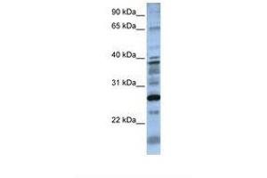 Image no. 1 for anti-Dolichyl Pyrophosphate Phosphatase 1 (DOLPP1) (N-Term) antibody (ABIN6738570)