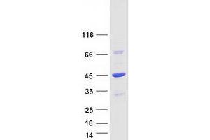Validation with Western Blot