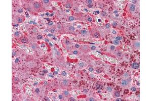 Anti-TFPI antibody IHC of human liver. (TFPI antibody  (AA 29-44))
