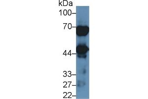 Rabbit Detection antibody from the kit in WB with Positive Control: Human lung lysate. (NAGA ELISA Kit)
