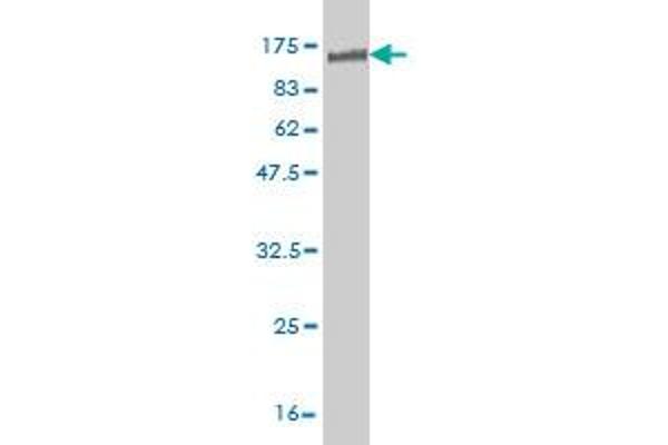 NR1D1 antibody  (AA 1-614)