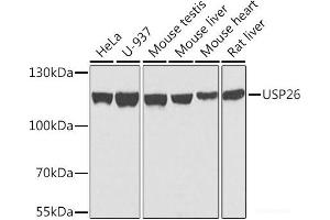 Western blot analysis of extracts of various cell lines using USP26 Polyclonal Antibody at dilution of 1:1000. (USP26 antibody)