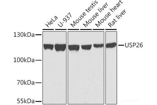 USP26 anticorps