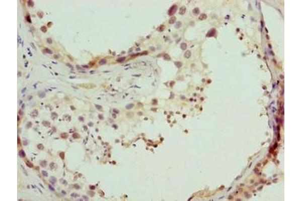 CPXCR1 antibody  (AA 1-301)