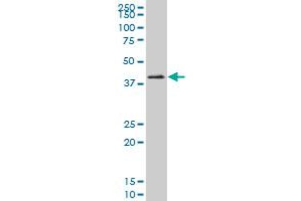 HOXC10 antibody  (AA 158-257)