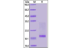 Mouse CD3E&CD3D Heterodimer Protein, His Tag&Flag Tag (MALS verified) on  under reducing (R) condition. (CD3D & CD3E (AA 23-108) (Active) protein (His tag,DYKDDDDK Tag))