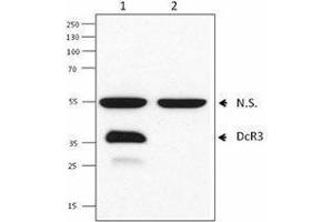 Western Blotting (WB) image for anti-Tumor Necrosis Factor Receptor Superfamily, Member 6b, Decoy (TNFRSF6B) antibody (ABIN2664922) (TNFRSF6B antibody)