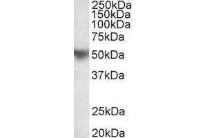 Western Blotting (WB) image for anti-Apolipoprotein H (Beta-2-Glycoprotein I) (APOH) (AA 145-157) antibody (ABIN1100040) (APOH antibody  (AA 145-157))